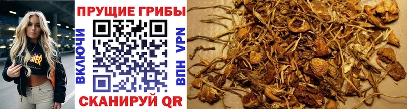 Псилоцибиновые грибы Magic Shrooms  Купить закладки  Катайск 